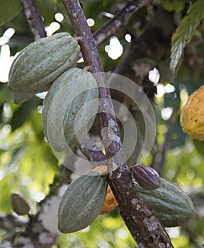 Farm with cocoa plantation and cocoa fruits on the trees