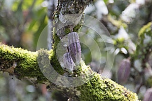 Farm with cocoa plantation and cocoa fruits on the trees