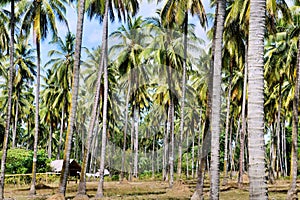 Farm. Coconut trees. Palawan Island.