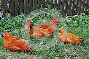 Farm. Colored hens and roosters in the green grass