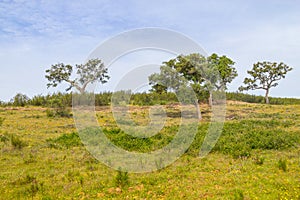 Farm with Cork tree forest and flowers in Vale Seco, Santiago do