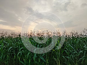 Farm corn agains sky and sun