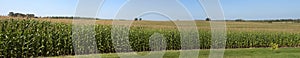 Farm Corn Field Panoramic Panorama Cornfield photo