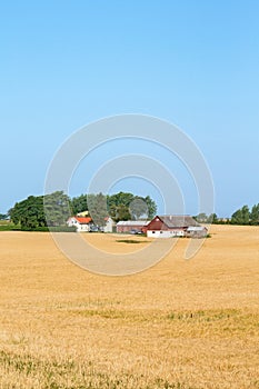 Farm in the cornfield
