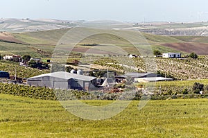 Farm with cornfield and vineyards