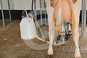 Farm Cow Being Milked.
