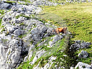 Farm cow climbs the rocks, Charmant Som, France photo