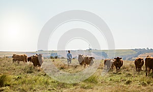 Farm, cow and countryside field for agriculture industry, cattle farming and sustainable environment. Cows, livestock