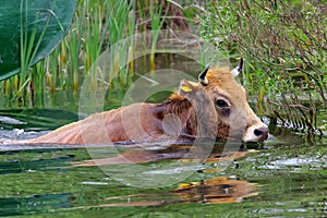 Farm. Cow crossing the water in Danube Delta - landmark attraction in Romania