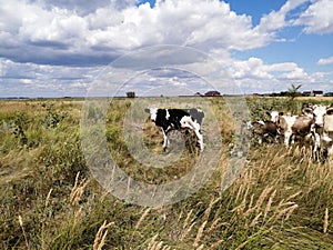 Farm, cow, meadow, pasture, milk, products, grass, summer, economy, livestock, curious, small, big, strong, agriculture, productiv