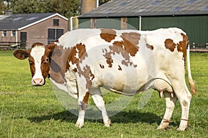 Farm cow, side view standing at a farmyard