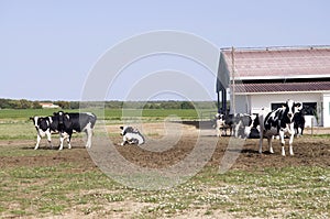 Farm Cows