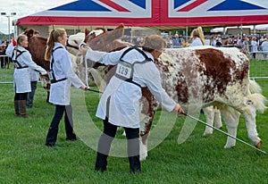 Farm Cows being prepared for judging at Agricultural show UK