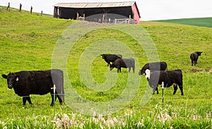 Farm cows graze on the farm