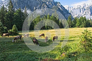 Farm cows graze on the green slopes of the mountains.  The concept of ecological and photo tourism.