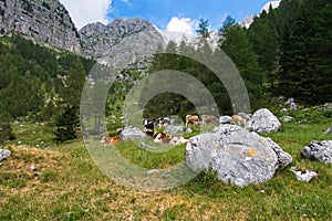 Farm cows graze on the green slopes of the mountains..  The concept of ecological and photo tourism