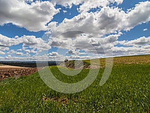 Farm, crop field. landscape with green grass. Spain agriculture.