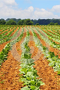 Farm Crops