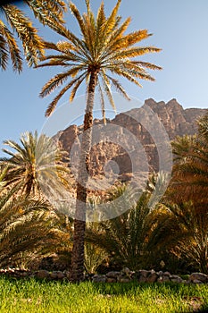Date palms Oman