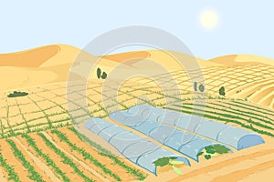 A farm in the desert. Growing vegetables in arid climates