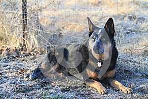 Farm dog by fence with collar and tags