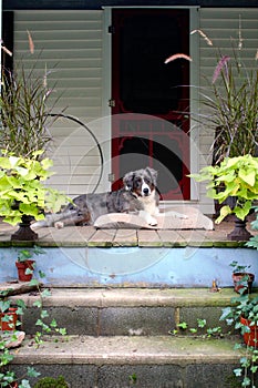 Farm Dog on Front Porch