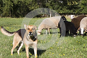 Farm Dog Guarding img