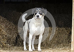 Farm dog hound mix cattle dog in hay barn