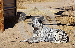 Farm dog lays in the dirt