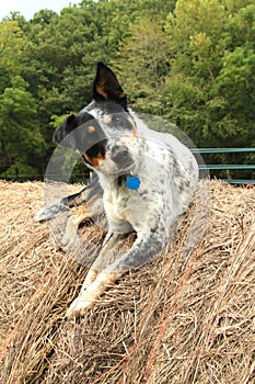 Farm dog says what?