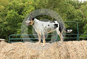 Farm dog stands on top of hay bale