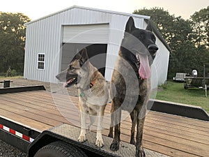 Farm dogs on a trailer by the shop building