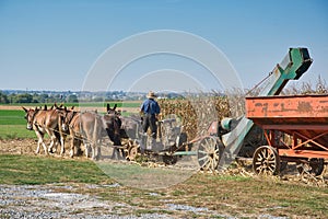 Farm with donkeys dragging the faring equipment