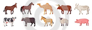 Farm draft animals. Breeds animal asian or african countries, indian cows breeding camels, sheepfarm, barnyard bull photo