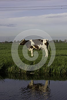 Farm dutch cow with blue and green background