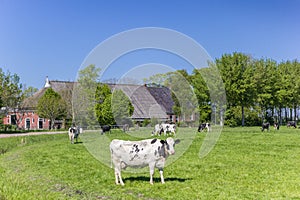 Farm and dutch cows in Groningen