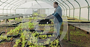 Farm, ecology and a black man in a greenhouse for growth while carrying plants for the season. Agriculture