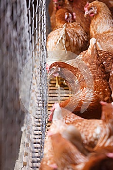 Farm egg-laying hens, living in confined spaces