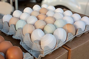 Farm eggs