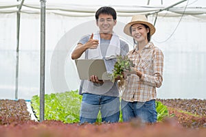 Farm entrepreneur checking quality of hydroponic vegetables product before harvest and sell to customer