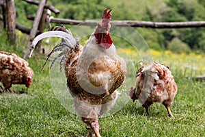 Farm families: the rooster and his hens, free range chickens in country house