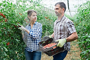 Farm family gathering crop of cherry tomatoes in hothouse