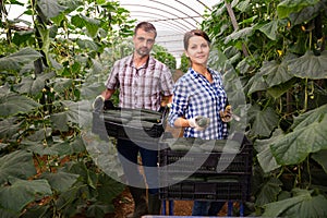 Farm family gathering crop of cucumbers in hothouse