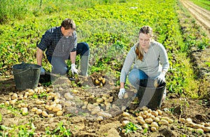 Farm family gathering crop of potatoes