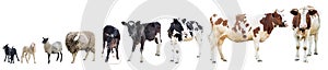 Farm, farm animals, cow on a white background, a sheep on a white background, a sheep, a bull, a horse, a group of animals on a wh