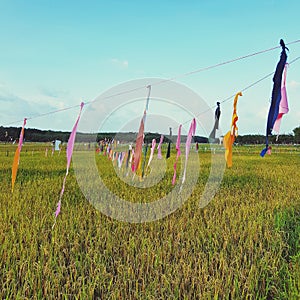 Scarecrow at rice paddy field