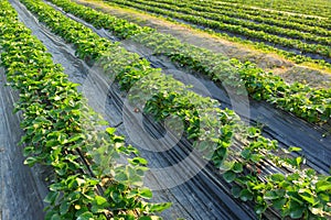 Farm field