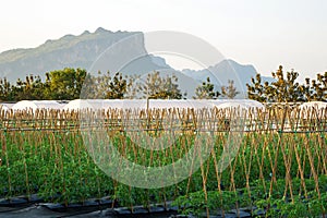 Farm field agronomy background natural forest.