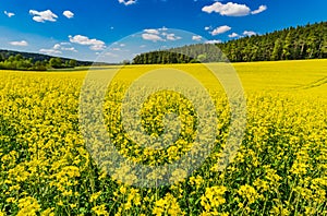 Farm field, beautiful yellow blooming rapeseed canola landscape at spring season