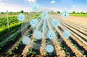 Farm field of cabbage. Young seedlings. Innovations and new technologies in the agricultural business. Scientific development